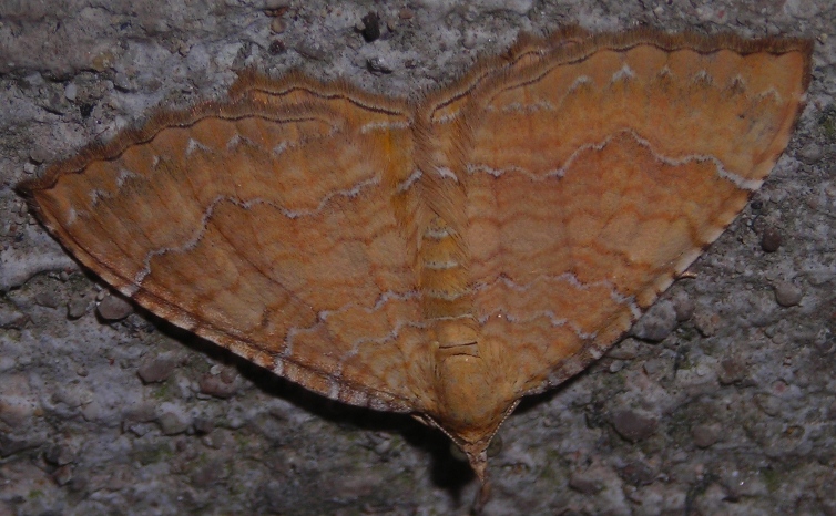 Camptogramma bilineata - variabilit cromatica